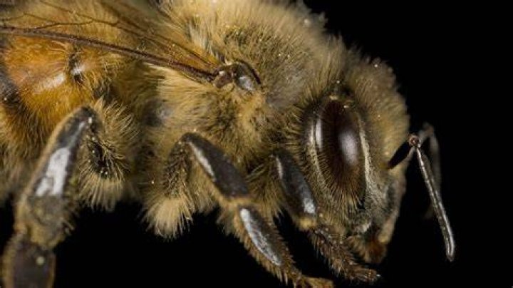Are bees herbivores?