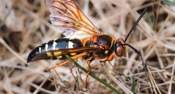 Are cicada killers aggressive?