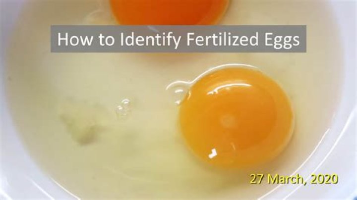 Are eggs we eat fertilized?