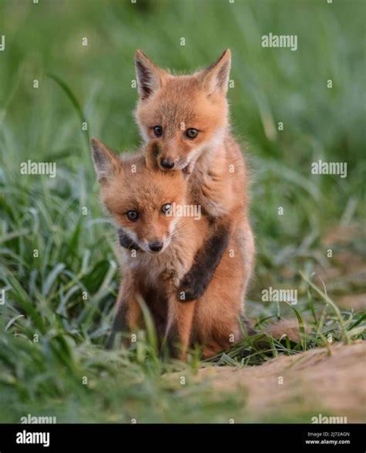 Are fox babies kits or pups?