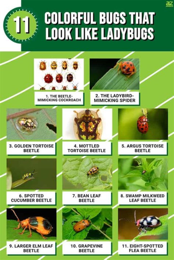 Are ladybugs color blind?