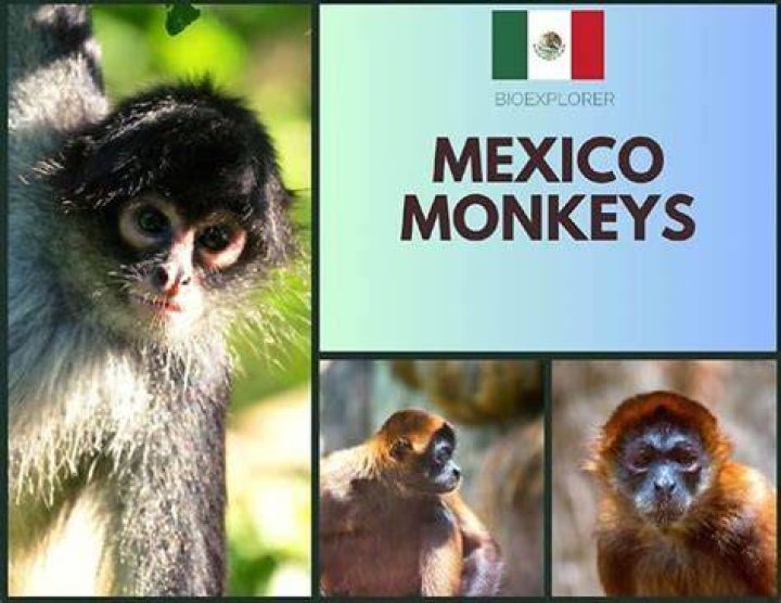 Are monkeys in Mexico friendly?