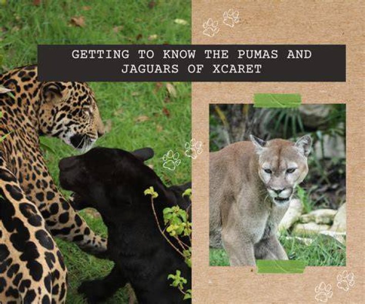 Are Pumas stronger than jaguars?