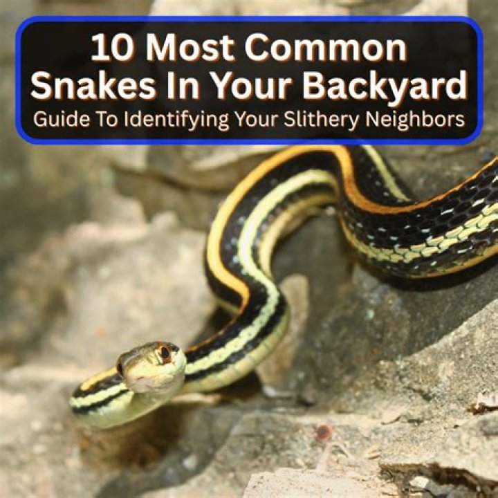 Are snakes good in your yard?