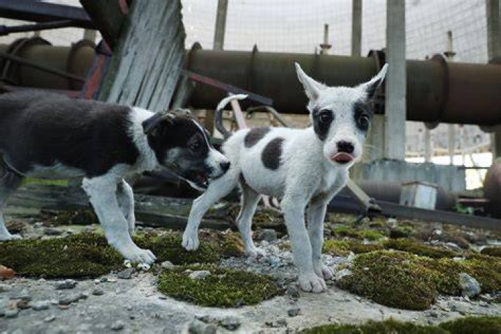 Are there dogs that Cannot be trained?