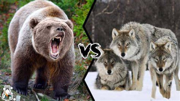 Are wolves faster than bears?