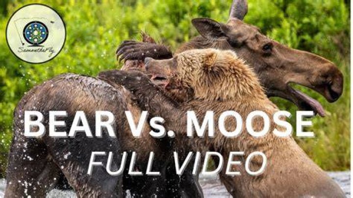 Can a moose beat a bear?
