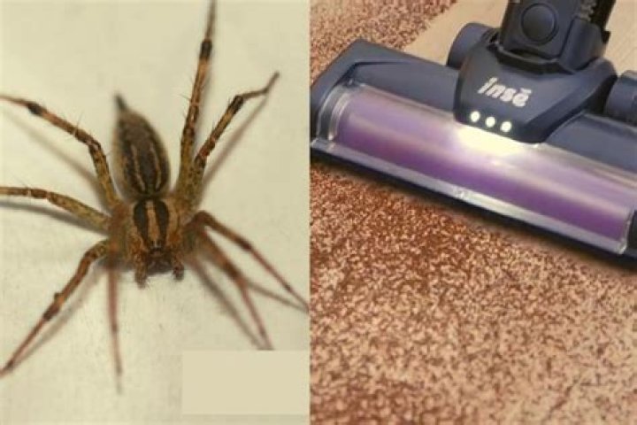 Can a spider crawl out of a vacuum?