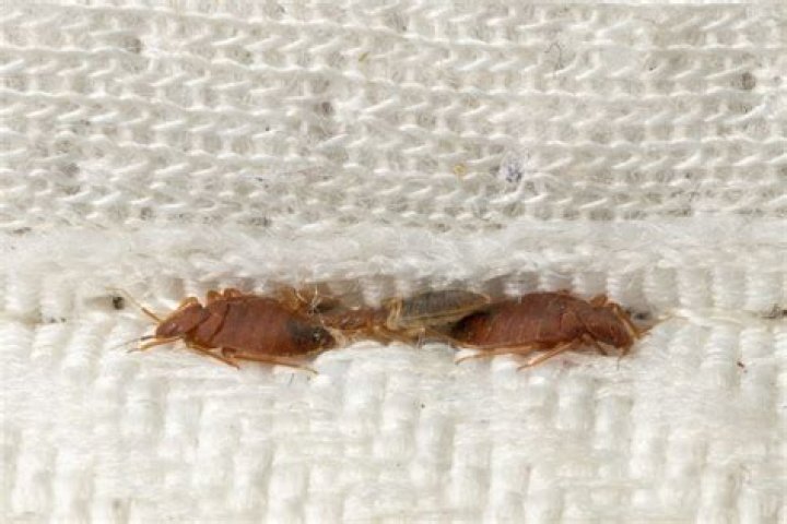 Can bedbugs live in a washing machine?