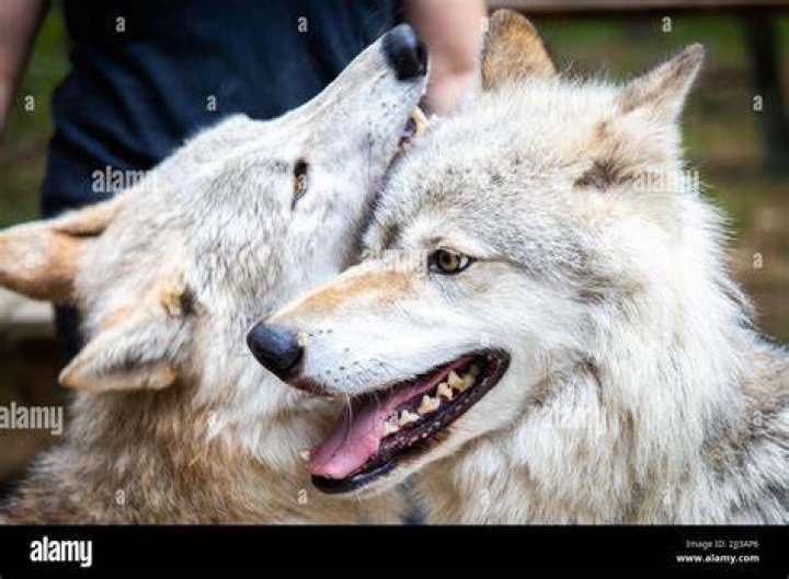 Can beta wolves mate?