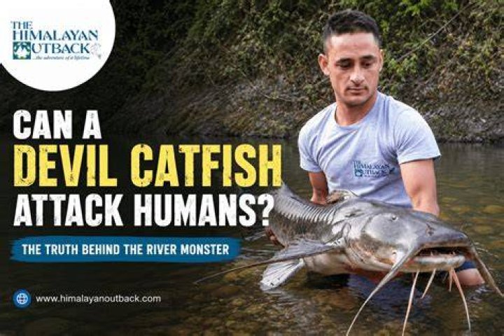 Can catfish harm humans?