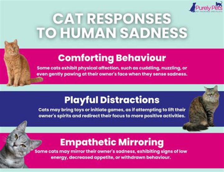 Can cats detect sadness?