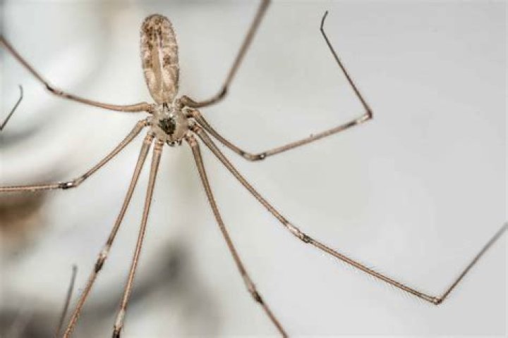 Can daddy long legs hear you?