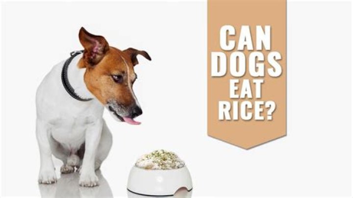 Can dog eat rice everyday?