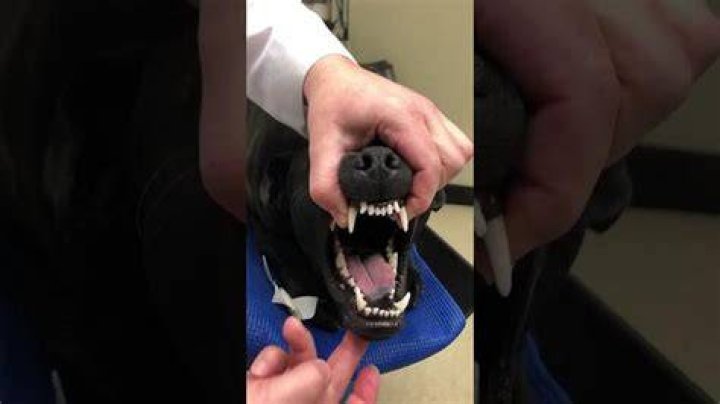 Can dogs eat horse night eyes?