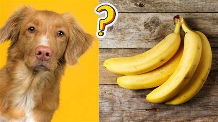 Can dogs have frozen bananas?