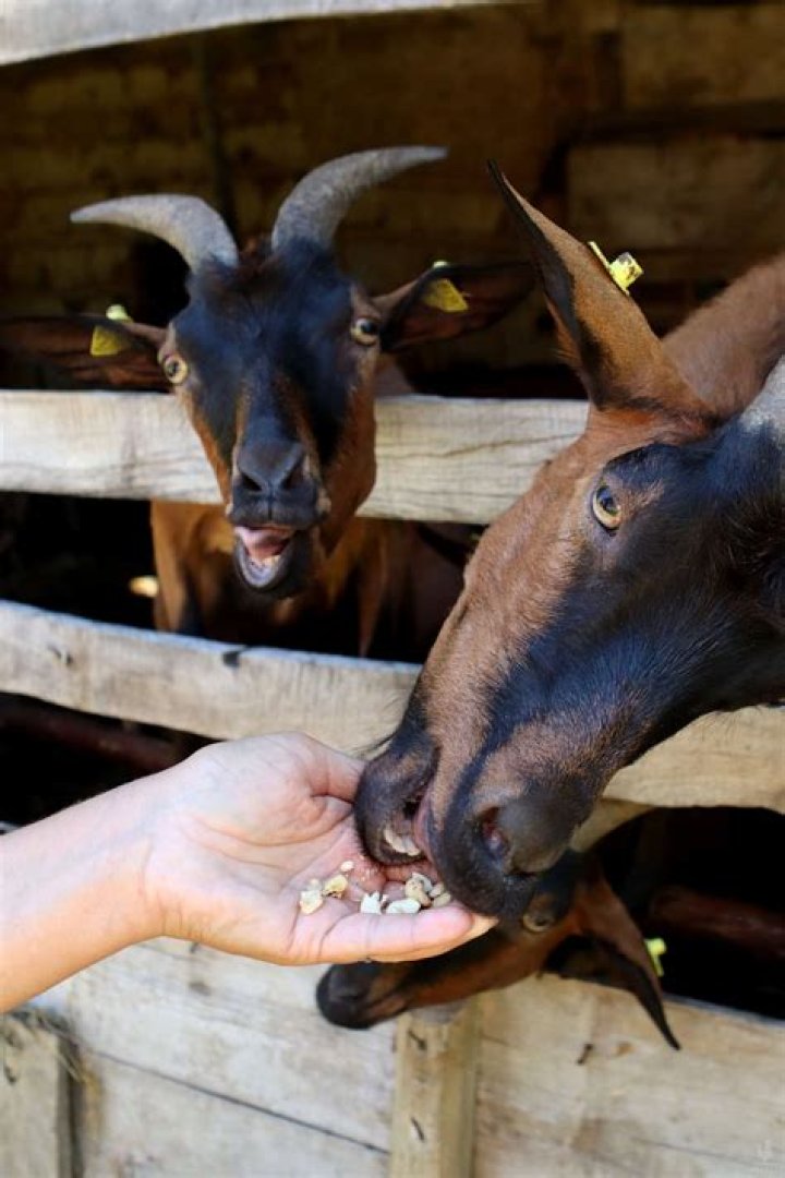 Can goats eat pickles?