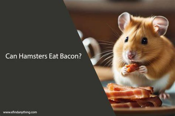 Can hamsters eat bacon?