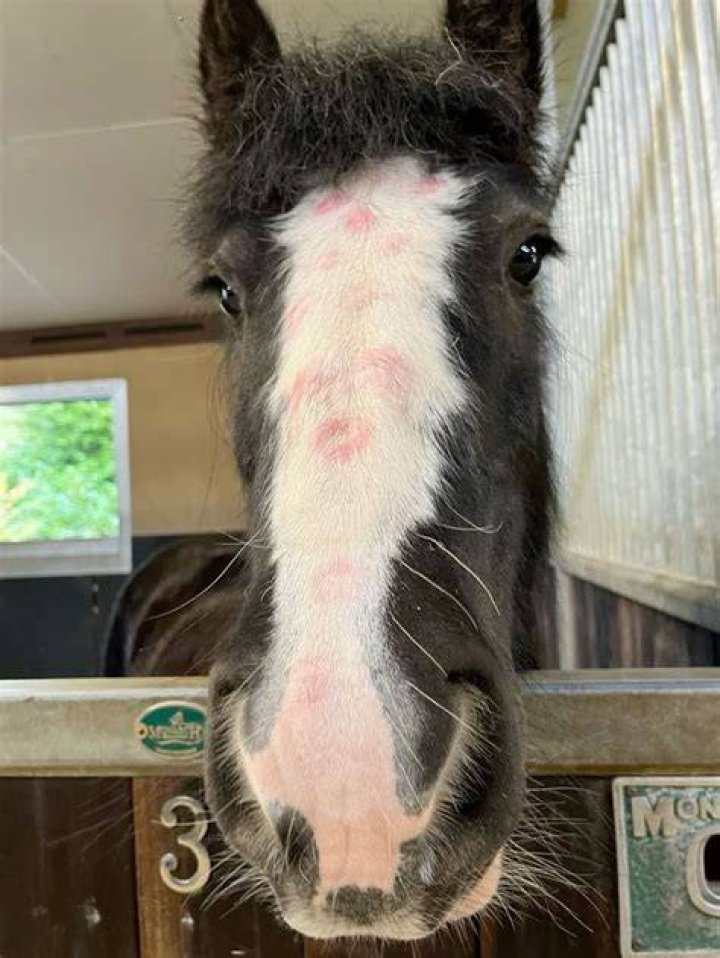 Can horses be affectionate?