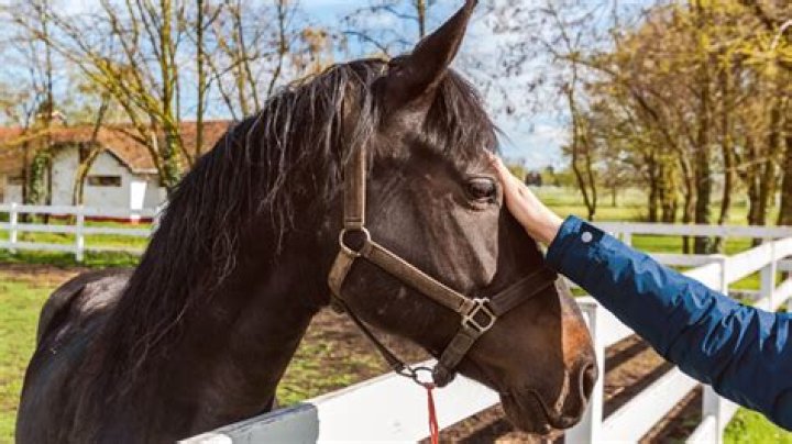 Can horses pick up on emotions?