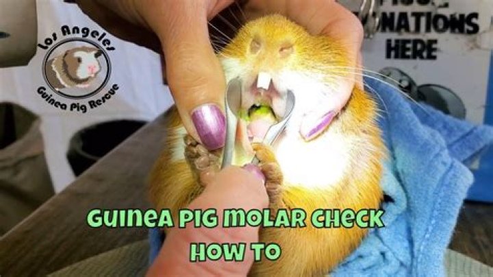 Can I cut my guinea pig's teeth?