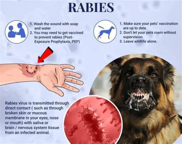 Can I get rabies from my 3 month old puppy?