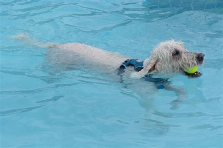 Can Labradoodles swim?