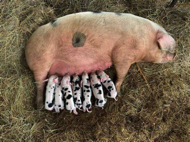 Can sibling pigs have babies?