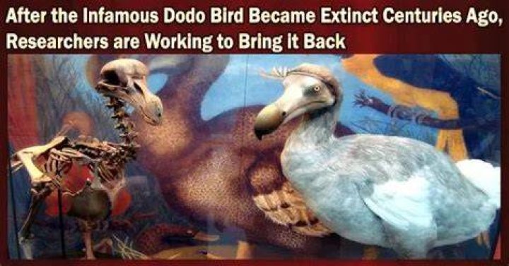 Can we bring back the dodo?
