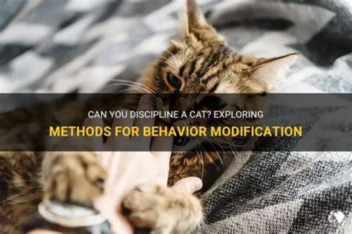 Can you discipline a cat?