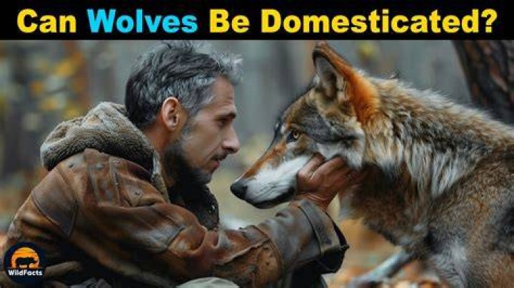 Can you domesticate a wolf?