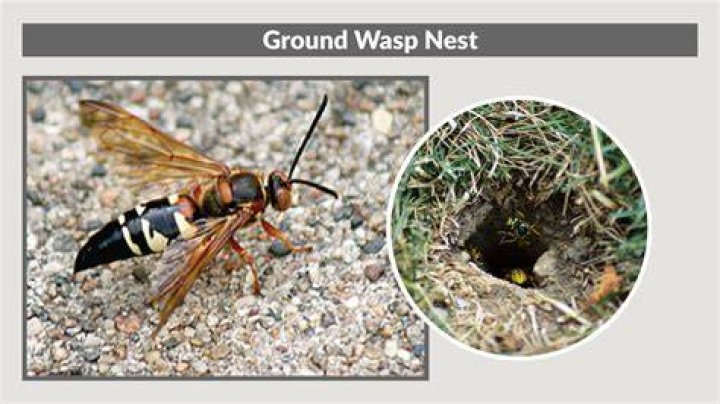 Can you drown a wasp nest in the ground?