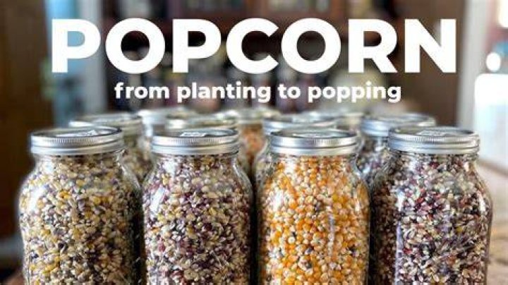 Can you grow popcorn from store bought kernels?