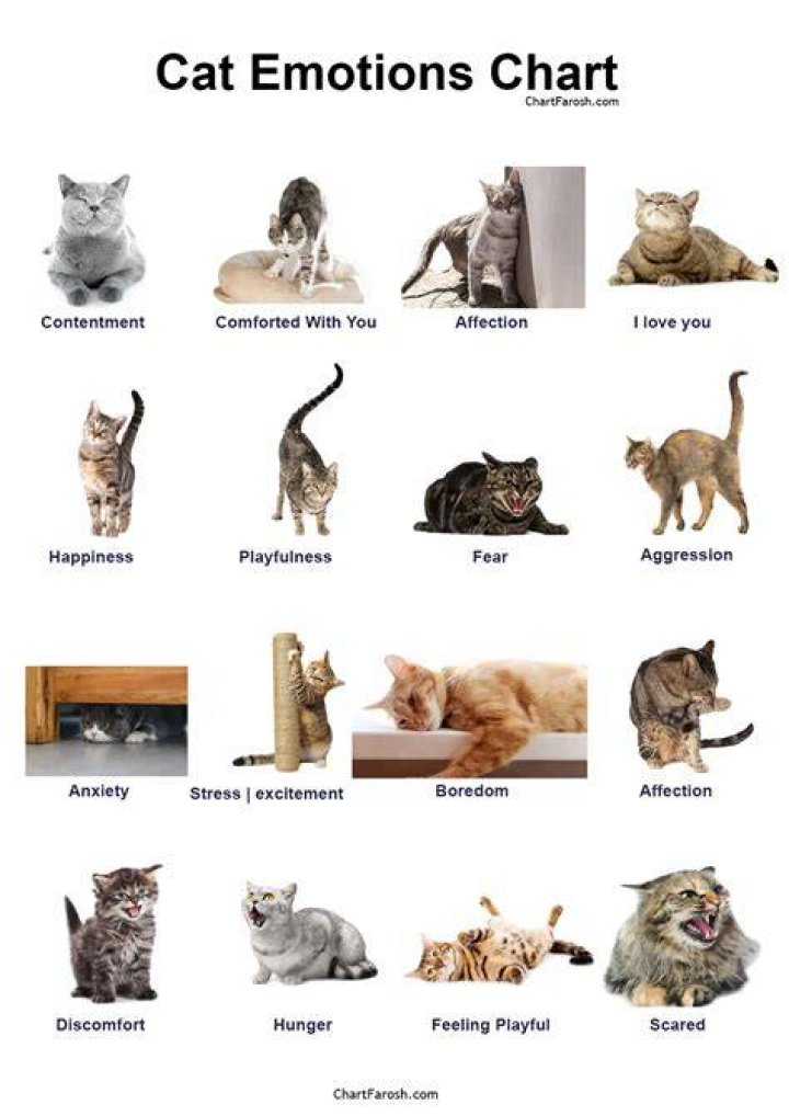 Can you hurt a cats feelings?