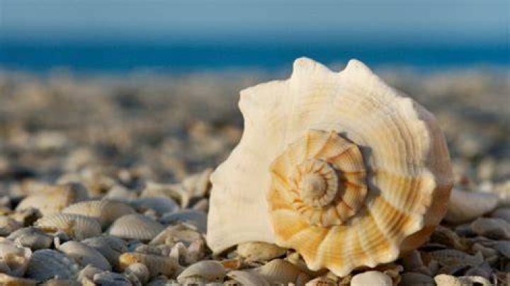 Can you take shells home from Costa Rica?