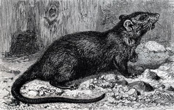 Did rats spread the Black plague?