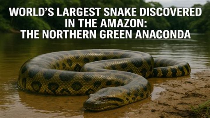 Do anacondas really exist?