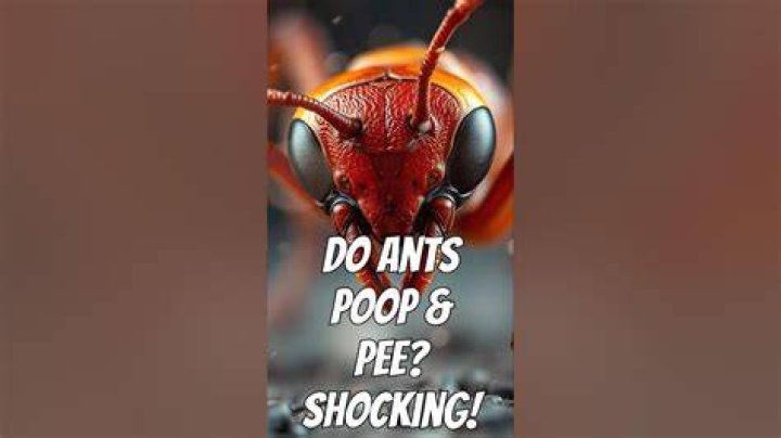 Do ants poop and pee?