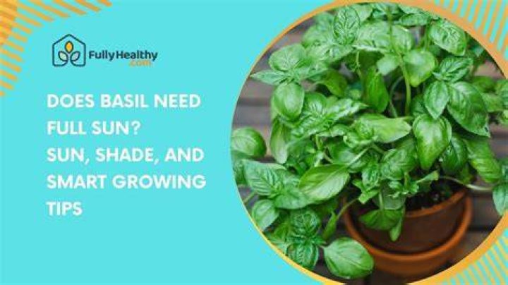 Do basil plants need full sun?