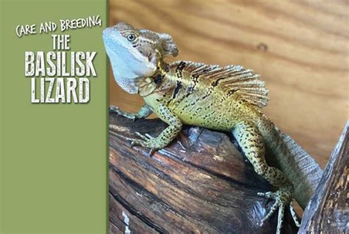 Do basilisk lizards lay eggs?