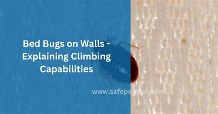 Do bed bugs climb walls?