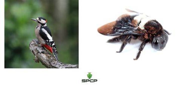 Do birds eat carpenter bees?