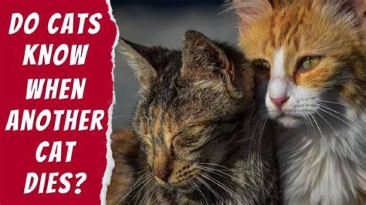 Do cats know when another cat has died?