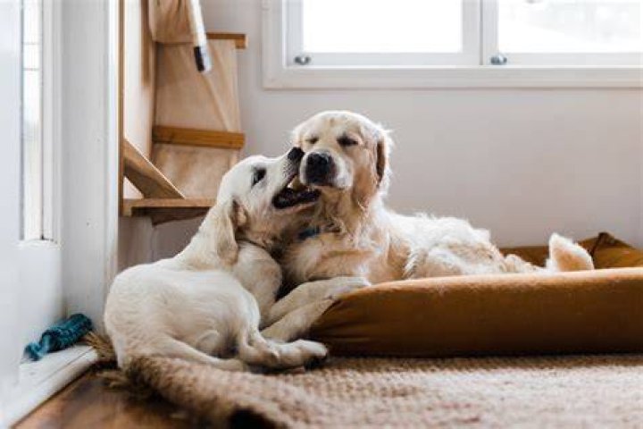 Do dogs get depressed when a baby is born?