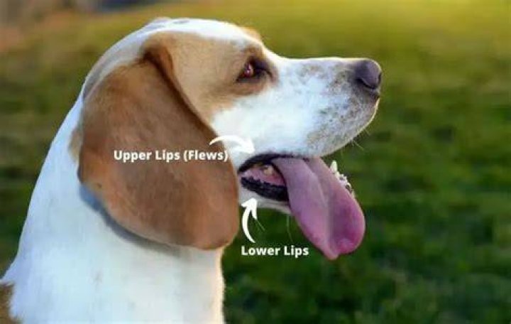 Do dogs have lips?