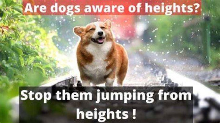Do dogs know not to jump from heights?