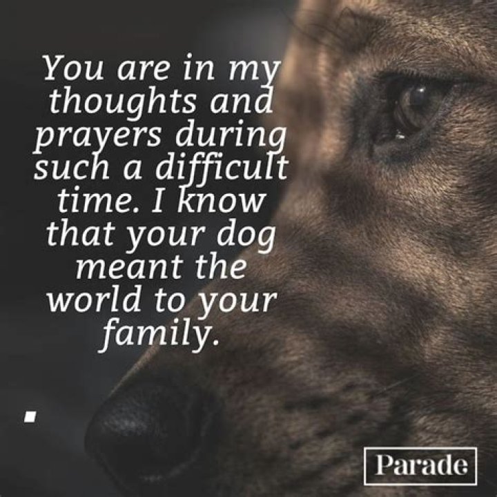 Do dogs seek comfort when dying?