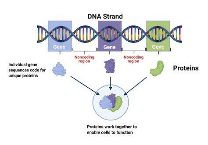 Do gems have DNA?