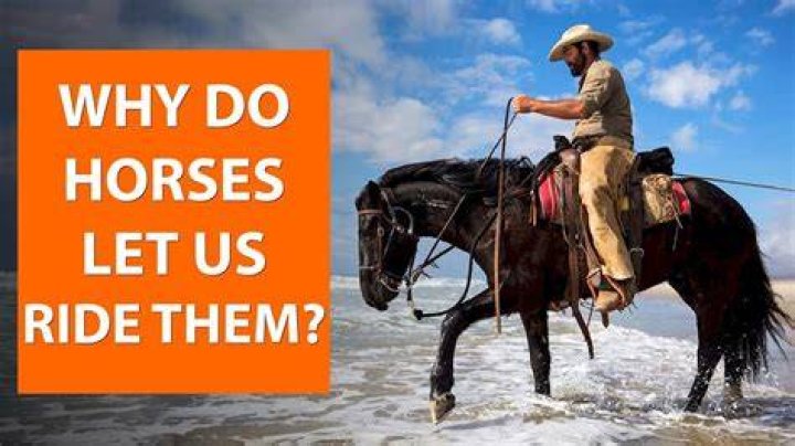 Do horses like when you ride them?