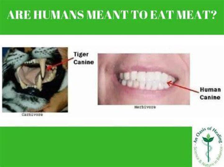 Do humans eat bull meat?